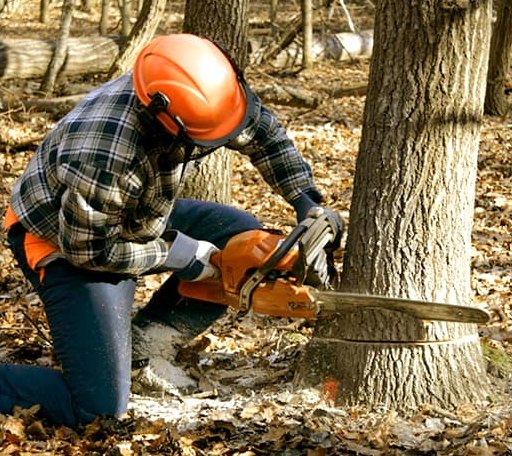 Tree Removal in Chesapeake City, MD